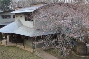 anderusenkouen sakura 051.jpg